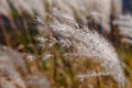 Macro view of a white reed dancing in the wind during the fall Royalty Free Stock Photo