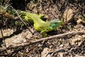 Macro view of wild Green Lizard Lacerta Virdis in natural background, Piedmont.   Italy Royalty Free Stock Photo