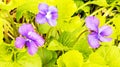 Macro view wild violets in Spring bloom Royalty Free Stock Photo