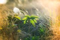 Macro view of wild white flower in sunshine. Royalty Free Stock Photo