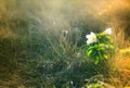 Macro view of wild white flower in sunshine. Royalty Free Stock Photo