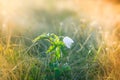 Macro view of wild white flower in sunshine with bokeh. Royalty Free Stock Photo