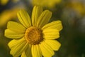 Macro view of yellow daisy blossom. Royalty Free Stock Photo