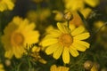 Macro view of yellow daisy blossom. Royalty Free Stock Photo