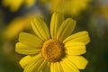 Macro view of yellow daisy blossom. Royalty Free Stock Photo