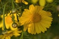 Macro view of yellow daisy blossom. Royalty Free Stock Photo