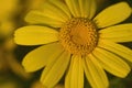 Macro view of yellow daisy blossom. Royalty Free Stock Photo