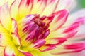 Macro view of a yellow flower dahlia