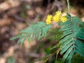 Yellow mimosa flowers on the tree surrounded by leaves Royalty Free Stock Photo
