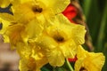 Macro view of yellow gladiolus flowers with raindrops on a summer day Royalty Free Stock Photo
