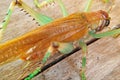 Macro view yellow grasshopper is a type of insect Royalty Free Stock Photo