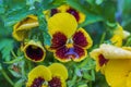 Macro view of yellow-orange pansy flowers with water drops. Royalty Free Stock Photo