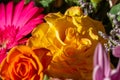 Macro view of a yellow rose and pink gerbera flower blossoms Royalty Free Stock Photo