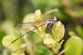 Macro view of a zebra dragonfly Royalty Free Stock Photo