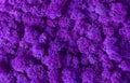 Macro of violet decorative moss texture