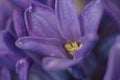 Macro violet flower of a hyacinth