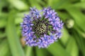 Macro violet flower