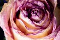 Macro with violet flower rose, close-up petals. Dry ikebana. Abstract floral background. Work copyspace for text.