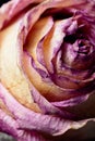 Macro with violet flower rose, close-up petals. Dry ikebana. Abstract floral background. Work copyspace for text.