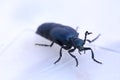 Macro of the violet oil beetle (Meloe violaceus) Royalty Free Stock Photo
