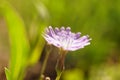 Macro violet wild flower growsin sunny field