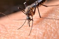 Macro of virulent mosquitoes on human skin.