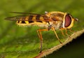 Macro of a Hoverfly on a green leaf - Volucella inanis Royalty Free Stock Photo