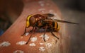 A macro of a Volucellini, Volucella zonaria Hoverfly