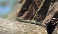 Wall lizard on a stone in nature Royalty Free Stock Photo