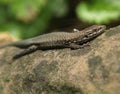 Wall lizard on a stone in nature Royalty Free Stock Photo