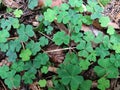 Macro wallpaper forest floor with green clover Royalty Free Stock Photo