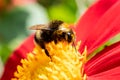 macro wallpaper. honey bee Apis Mellifera collects pollen from a beautiful pink dahlia flower Royalty Free Stock Photo