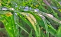 Morning dew on the green grass ÃÂ®n spring season. Royalty Free Stock Photo