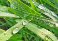 Morning dew on the green grass ÃÂ®n spring season. Royalty Free Stock Photo