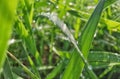 Morning dew on the green grass ÃÂ®n spring season. Royalty Free Stock Photo