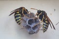 Macro wasp insect sitting on small nest and building house to start a new colony. Macro insect. Close up of wasp nest concept