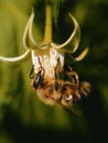 Macro wasp on leaf