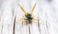 Macro wasp on wooden floor.