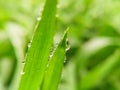 macro water dew drop on green grass with morning sunlight and green blurred background Royalty Free Stock Photo