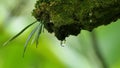 Macro Water Drop dripping off a mossy tree with copy space. nature background. freshness backdrop. ecology concept. water drops.