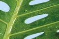 Macro water drop on Monstera deliciosa or Swiss cheese plant