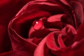 Macro water drop on the red rose. Royalty Free Stock Photo