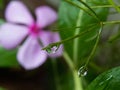 Macro of water drop reflection of flower Royalty Free Stock Photo
