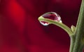 Macro water drop with rose