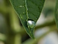 Macro of water drop texture on green leaves