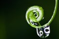Macro water droplet on fiddlehead fern