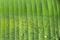 macro Water droplets on banana leaf Royalty Free Stock Photo