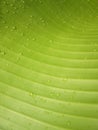 Macro Water droplets on banana leaf Royalty Free Stock Photo