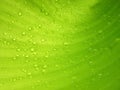 Macro Water droplets on banana leaf Royalty Free Stock Photo