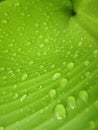 Macro Water droplets on banana leaf Royalty Free Stock Photo
